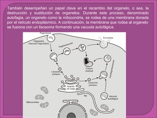 También desempeñan un papel clave en el recambio del organelo, o sea, la
destrucción y sustitución de organelos. Durante este proceso, denominado
autofagia, un organelo como la mitocondria, se rodea de una membrana donada
por el retículo endoplásmico. A continuación, la membrana que rodea al organelo
se fusiona con un lisosoma formando una vacuola autofágica.

 