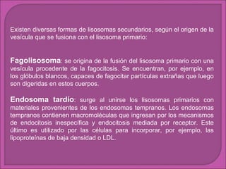 Existen diversas formas de lisosomas secundarios, según el origen de la
vesícula que se fusiona con el lisosoma primario:

Fagolisosoma: se origina de la fusión del lisosoma primario con una
vesícula procedente de la fagocitosis. Se encuentran, por ejemplo, en
los glóbulos blancos, capaces de fagocitar partículas extrañas que luego
son digeridas en estos cuerpos.

Endosoma tardío: surge al unirse los lisosomas primarios con
materiales provenientes de los endosomas tempranos. Los endosomas
tempranos contienen macromoléculas que ingresan por los mecanismos
de endocitosis inespecífica y endocitosis mediada por receptor. Este
último es utilizado por las células para incorporar, por ejemplo, las
lipoproteínas de baja densidad o LDL.

 
