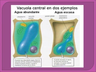 Sistema de endomembranas