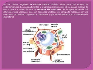 En las células vegetales la vacuola central también forma parte del sistema de
endomembranas. Los compartimentos u organelos miembros del SE se pasan material de
uno a otro o a través del uso de vesículas de transporte. Se incluyen dentro del SE
diferentes tipos vesículas, que son pequeñas unidades de transporte rodeadas por una
membrana producidas por gemación controlada, y que están implicados en la transferencia
de material

 