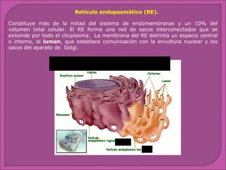 Retículo endopasmático (RE).
Constituye más de la mitad del sistema de endomembranas y un 10% del
volumen total celular. El RE forma una red de sacos interconectados que se
extiende por todo el citoplasma. La membrana del RE delimita un espacio central
o interno, el lumen, que establece comunicación con la envoltura nuclear y los
sacos del aparato de Golgi.

 
