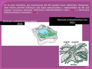 En la cara citosólica, las membranas del RE pueden tener adheridos ribosomas;
este hecho permite distinguir dos tipos estructurales y relacionados de RE que
poseen funciones distintas, RETICULO ENDOPLASMICO LISO (REL) y RETICULO
ENDOPLASMICO RUGOSO (RER).

Retículo endoplásmico rugoso
(RER)

Retículo endoplásmico liso
(REL)

 