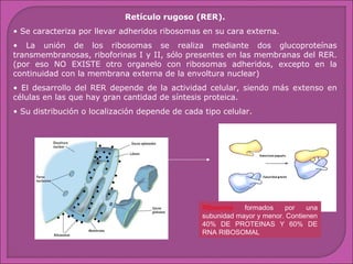 Retículo rugoso (RER).
• Se caracteriza por llevar adheridos ribosomas en su cara externa.
• La unión de los ribosomas se realiza mediante dos glucoproteínas
transmembranosas, riboforinas I y II, sólo presentes en las membranas del RER.
(por eso NO EXISTE otro organelo con ribosomas adheridos, excepto en la
continuidad con la membrana externa de la envoltura nuclear)
• El desarrollo del RER depende de la actividad celular, siendo más extenso en
células en las que hay gran cantidad de síntesis proteica.
• Su distribución o localización depende de cada tipo celular.

Ribosoma
formados
por
una
subunidad mayor y menor. Contienen
40% DE PROTEINAS Y 60% DE
RNA RIBOSOMAL

 