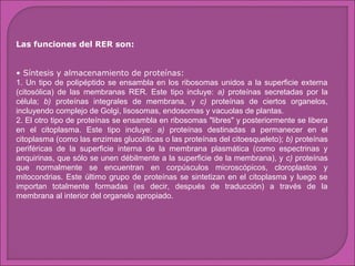 Las funciones del RER son:
• Síntesis y almacenamiento de proteínas:
1. Un tipo de polipéptido se ensambla en los ribosomas unidos a la superficie externa
(citosólica) de las membranas RER. Este tipo incluye: a) proteínas secretadas por la
célula; b) proteínas integrales de membrana, y c) proteínas de ciertos organelos,
incluyendo complejo de Golgi, lisosomas, endosomas y vacuolas de plantas.
2. El otro tipo de proteínas se ensambla en ribosomas "libres" y posteriormente se libera
en el citoplasma. Este tipo incluye: a) proteínas destinadas a permanecer en el
citoplasma (como las enzimas glucolíticas o las proteínas del citoesqueleto); b) proteínas
periféricas de la superficie interna de la membrana plasmática (como espectrinas y
anquirinas, que sólo se unen débilmente a la superficie de la membrana), y c) proteínas
que normalmente se encuentran en corpúsculos microscópicos, cloroplastos y
mitocondrias. Este último grupo de proteínas se sintetizan en el citoplasma y luego se
importan totalmente formadas (es decir, después de traducción) a través de la
membrana al interior del organelo apropiado.

 