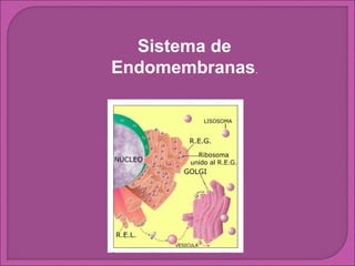 Sistema de
Endomembranas.

 