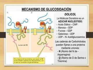 DOLICOL
MECANISMO DE GLUCOSIDACIÓN
La Molécula Donadora es un
AZUCAR NUCLEOTIDO:
- Acido Siálico – CMP
- Manosa – GDP
- Fucosa – GDP
- Galactosa – UDP
- UDP – N- Acetilglucosamina
Las cadenas de Carbohidratos
pueden fijarse a una proteína
mediante uniones:
- N (Átomo del N de -
Asparragina)
- O (Átomo de O de Serina o
Treonina)
 