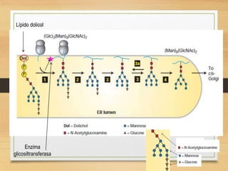 Enzima
glicosiltransferasa
Lípido dolicol
 