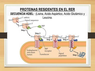 PROTEINAS RESIDENTES EN EL RER
SECUENCIA KDEL: (Lisina, Acido Aspártico, Acido Glutámico y
Leucina.
 