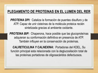 PLEGAMENTO DE PROTEINAS EN EL LUMEN DEL RER
PROTEINA DPI: Cataliza la formación de puentes disulfuro y de
ATP. Capaz de unir cisteínas de la molécula proteica recién
sintetizada gracias al ambiente oxidante.
PROTEINA BIP: Chaperona, hace posible que las glucoproteínas
adquieran su conformación definitiva en presencia de ATP.
También influyen en la conservación de proteínas.
CALRETICULINA Y CALNEXINA: Portadoras del KDEL, Su
función principal esta relacionada con la deglucosilación total de
las proteínas portadoras de oligosacáridos defectuosos.
 