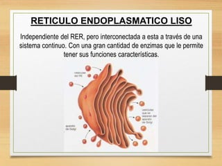 RETICULO ENDOPLASMATICO LISO
Independiente del RER, pero interconectada a esta a través de una
sistema continuo. Con una gran cantidad de enzimas que le permite
tener sus funciones características.
 