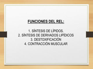FUNCIONES DEL REL:
1. SÍNTESIS DE LÍPIDOS.
2. SÍNTESIS DE DERIVADOS LIPÍDICOS
3. DESTOXIFICACIÓN
4. CONTRACCIÓN MUSCULAR
 