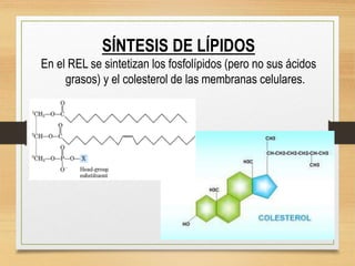 SÍNTESIS DE LÍPIDOS
En el REL se sintetizan los fosfolípidos (pero no sus ácidos
grasos) y el colesterol de las membranas celulares.
 