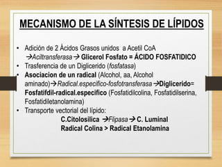 MECANISMO DE LA SÍNTESIS DE LÍPIDOS
• Adición de 2 Ácidos Grasos unidos a Acetil CoA
Aciltransferasa Glicerol Fosfato = ÁCIDO FOSFATIDICO
• Trasferencia de un Diglicerido (fosfatasa)
• Asociacion de un radical (Alcohol, aa, Alcohol
aminado)Radical.especifico-fosfotransferasaDiglicerido=
Fosfatifdil-radical.especifico (Fosfatidilcolina, Fosfatidilserina,
Fosfatidiletanolamina)
• Transporte vectorial del lípido:
C.Citolosilica Flipasa C. Luminal
Radical Colina > Radical Etanolamina
 