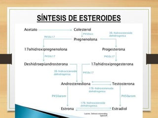 SÍNTESIS DE ESTEROIDES
 