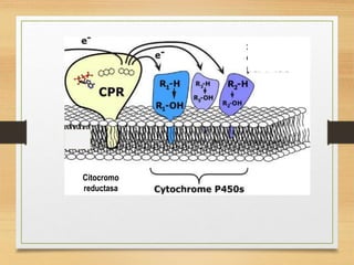 Citocromo
reductasa
 