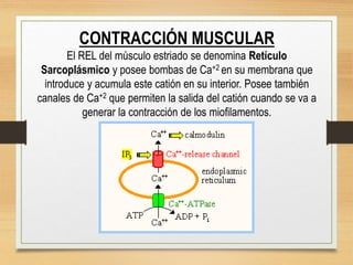 CONTRACCIÓN MUSCULAR
El REL del músculo estriado se denomina Retículo
Sarcoplásmico y posee bombas de Ca+2 en su membrana que
introduce y acumula este catión en su interior. Posee también
canales de Ca+2 que permiten la salida del catión cuando se va a
generar la contracción de los miofilamentos.
 