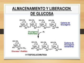 ALMACENAMIENTO Y LIBERACION
DE GLUCOSA
 FOSFOGLUCOMUTASA
 