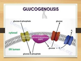 Reticulo Endoplasmatico