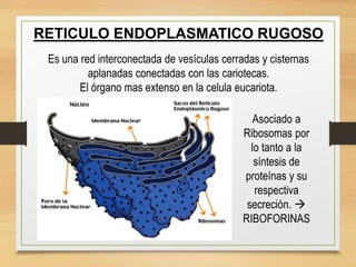 RETICULO ENDOPLASMATICO RUGOSO
Es una red interconectada de vesículas cerradas y cisternas
aplanadas conectadas con las cariotecas.
El órgano mas extenso en la celula eucariota.
Asociado a
Ribosomas por
lo tanto a la
síntesis de
proteínas y su
respectiva
secreción. 
RIBOFORINAS
 