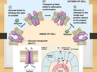 Reticulo Endoplasmatico