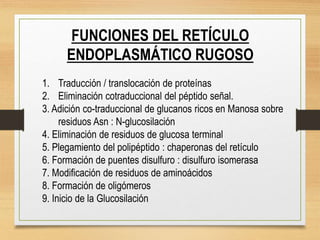 FUNCIONES DEL RETÍCULO
ENDOPLASMÁTICO RUGOSO
1. Traducción / translocación de proteínas
2. Eliminación cotraduccional del péptido señal.
3. Adición co-traduccional de glucanos ricos en Manosa sobre
residuos Asn : N-glucosilación
4. Eliminación de residuos de glucosa terminal
5. Plegamiento del polipéptido : chaperonas del retículo
6. Formación de puentes disulfuro : disulfuro isomerasa
7. Modificación de residuos de aminoácidos
8. Formación de oligómeros
9. Inicio de la Glucosilación
 