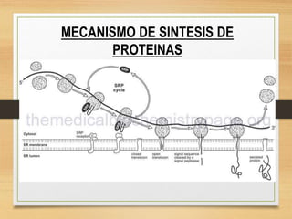 MECANISMO DE SINTESIS DE
PROTEINAS
 