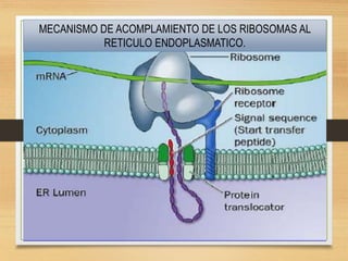 MECANISMO DE ACOMPLAMIENTO DE LOS RIBOSOMAS AL
RETICULO ENDOPLASMATICO.
 