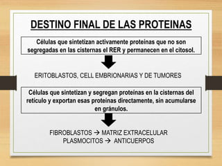DESTINO FINAL DE LAS PROTEINAS
Células que sintetizan activamente proteínas que no son
segregadas en las cisternas el RER y permanecen en el citosol.
Células que sintetizan y segregan proteínas en la cisternas del
retículo y exportan esas proteínas directamente, sin acumularse
en gránulos.
ERITOBLASTOS, CELL EMBRIONARIAS Y DE TUMORES
FIBROBLASTOS  MATRIZ EXTRACELULAR
PLASMOCITOS  ANTICUERPOS
 