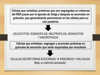 Células que sintetizan proteínas que son segregadas en cisternas
del RER pasan por el aparato de Golgi y después se acumulan en
gránulos, que generalmente permanecen en las células para su
uso posterior.
Células que sintetizan, segregan y acumulan proteínas en
gránulos de secreción que serán exportados por exocitosis
LEUCOCITOS, EOSINOFILOS, NEUTROFILOS, MONOCITOS
Y MACROFAGOS
CELULAS SECRETORIAS EXOCRINAS  PANCREAS Y SALIVALES
(Bajo un estimulo apropiado)
 