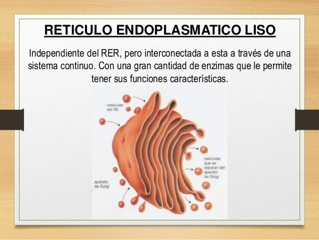 Reticulo Endoplasmatico