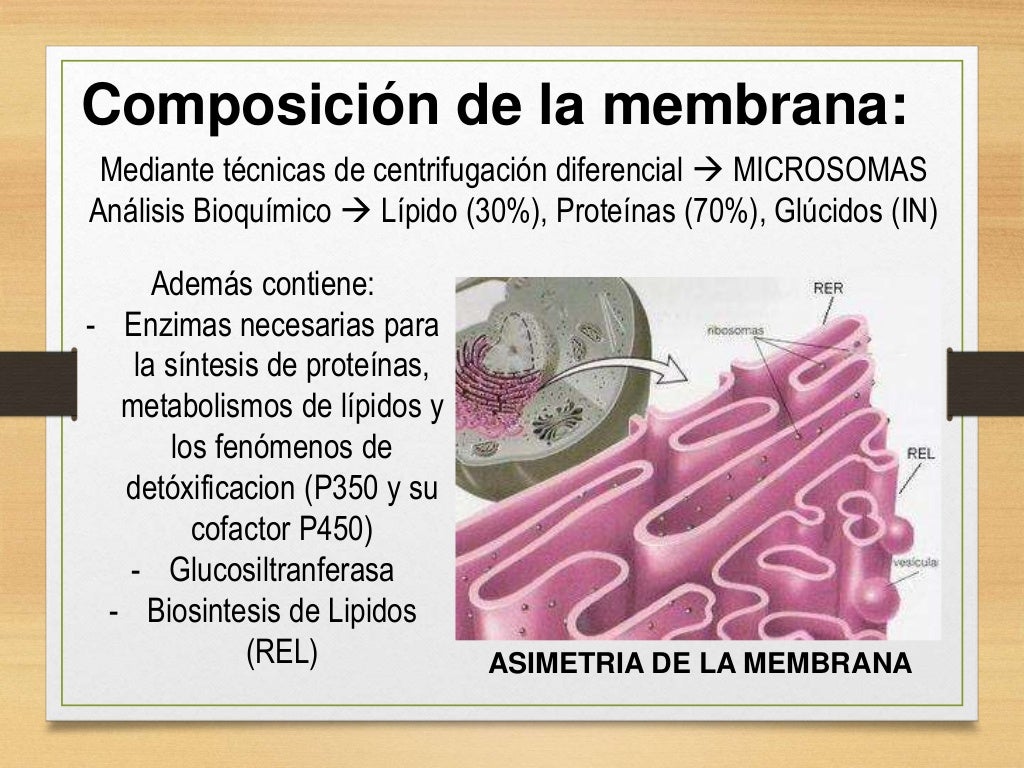Para Que Sirve El Reticulo Endoplasmatico Rugoso