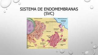 SISTEMA DE ENDOMEMBRANAS
(SVC)
 