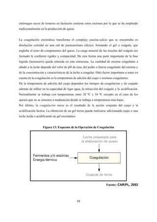 58
estómagos secos de terneros en lactación contiene estos enzimas por lo que se ha empleado
tradicionalmente en la producción de queso.
La coagulación enzimática transforma el complejo caseína-calcio que se encontraba en
disolución coloidal en una red de paracaseinato cálcico, formando el gel o coágulo, que
engloba el resto de componentes del queso. La carga mineral de las micelas del coágulo así
formado le confieren rigidez y compacidad. De esta forma una parte importante de la fase
líquida (lactosuero) queda retenida en esta estructura. La cantidad de enzima coagulante a
añadir a la leche depende del valor de pH de ésta, del poder o fuerza coagulante del enzima y
de la concentración y características de la leche a coagular. Otro factor importante a tener en
cuenta en la coagulación es la temperatura de adición del cuajo o enzimas coagulantes.
De la temperatura de adición del cuajo dependen los tiempos de coagulación y de cuajado
además de influir en la capacidad de ligar agua, la retracción del coágulo y la acidificación.
Normalmente se trabaja con temperaturas entre 28 ºC y 34 ºC excepto en el caso de los
quesos que no se someten a maduración donde se trabaja a temperaturas más bajas.
Por último, la coagulación mixta es el resultado de la acción conjunta del cuajo y la
acidificación láctica. La obtención de un gel mixto puede realizarse adicionando cuajo a una
leche ácida o acidificando un gel enzimático.
Figura 13: Esquema de la Operación de Coagulación
Fuente: CAR/PL, 2002
 
