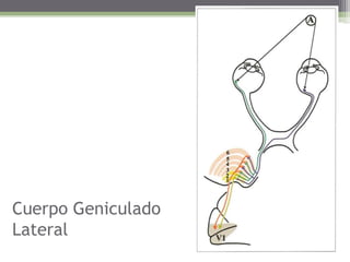 CuerpoGeniculado Lateral