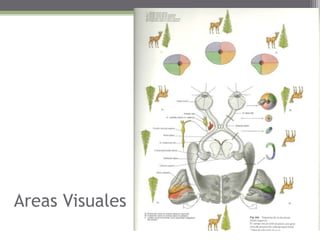 Areas Visuales