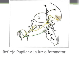 ReflejoPupilar a la luz o fotomotor