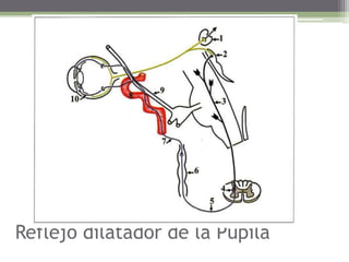 Reflejodilatador de la Pupila