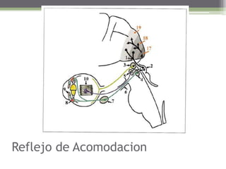 Reflejo de Acomodacion