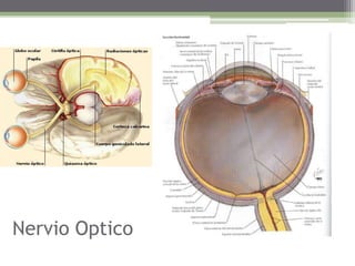 NervioOptico
