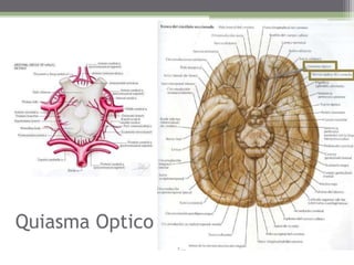 QuiasmaOptico