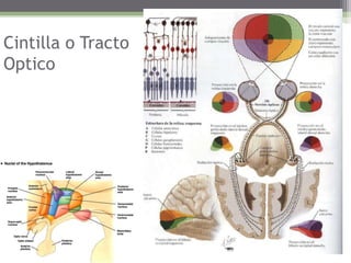 Cintilla o TractoOptico