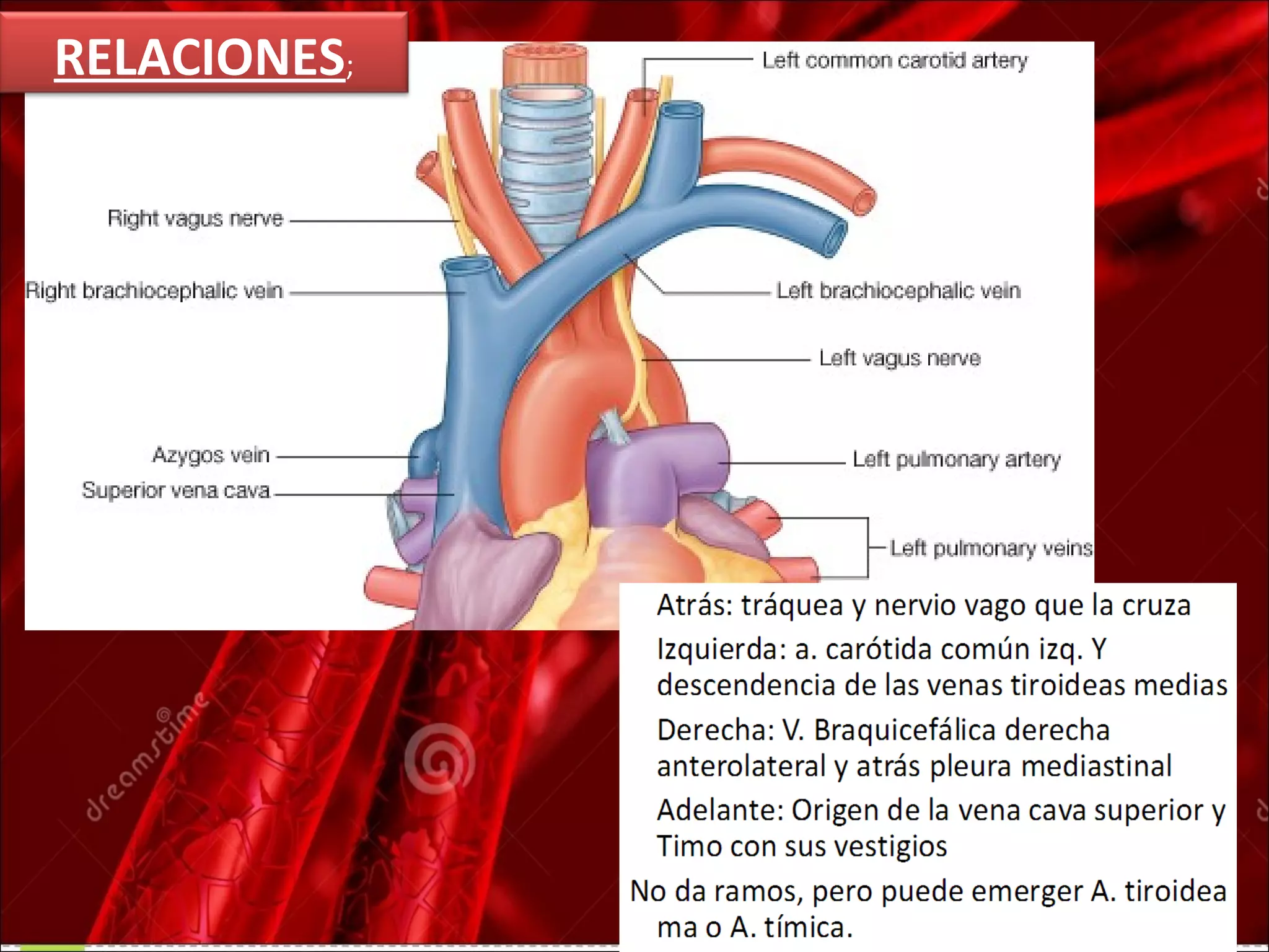 anatomía del cayado aortico y sus ramas | PPT | Heart and ...