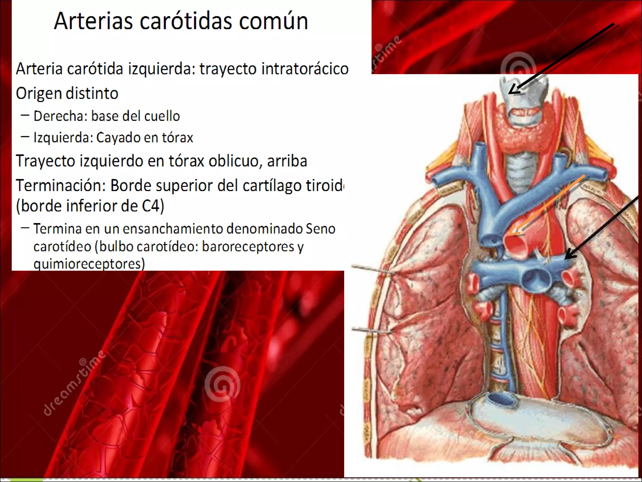 Anatom a Del Cayado Aortico Y Sus Ramas PPT Heart And anatom-a-del-cayado-aortico-y-sus-ramas-ppt-heart-and