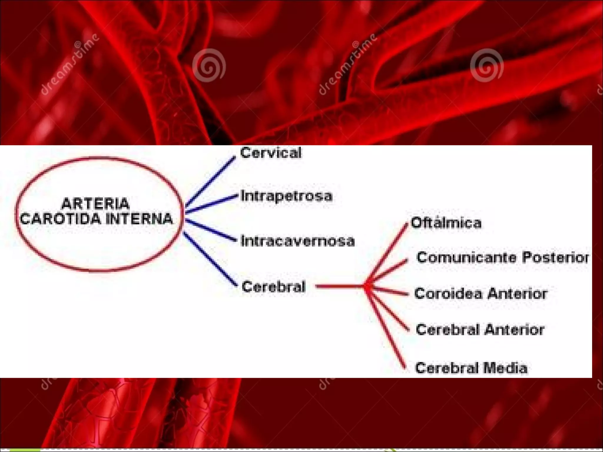 anatomía del cayado aortico y sus ramas | PPT | Heart and ...