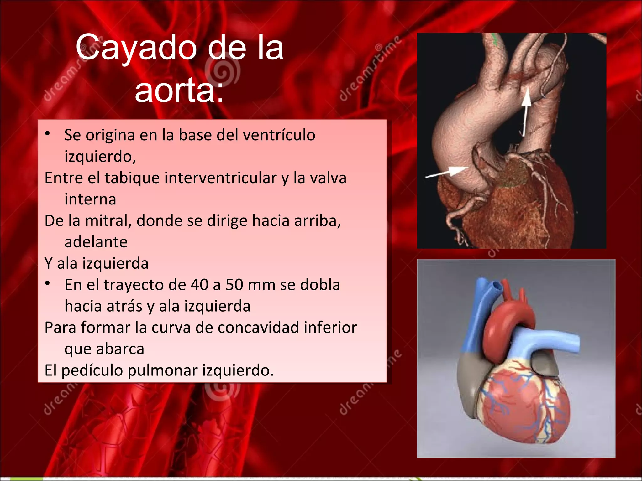 anatomía del cayado aortico y sus ramas | PPT | Heart and ...