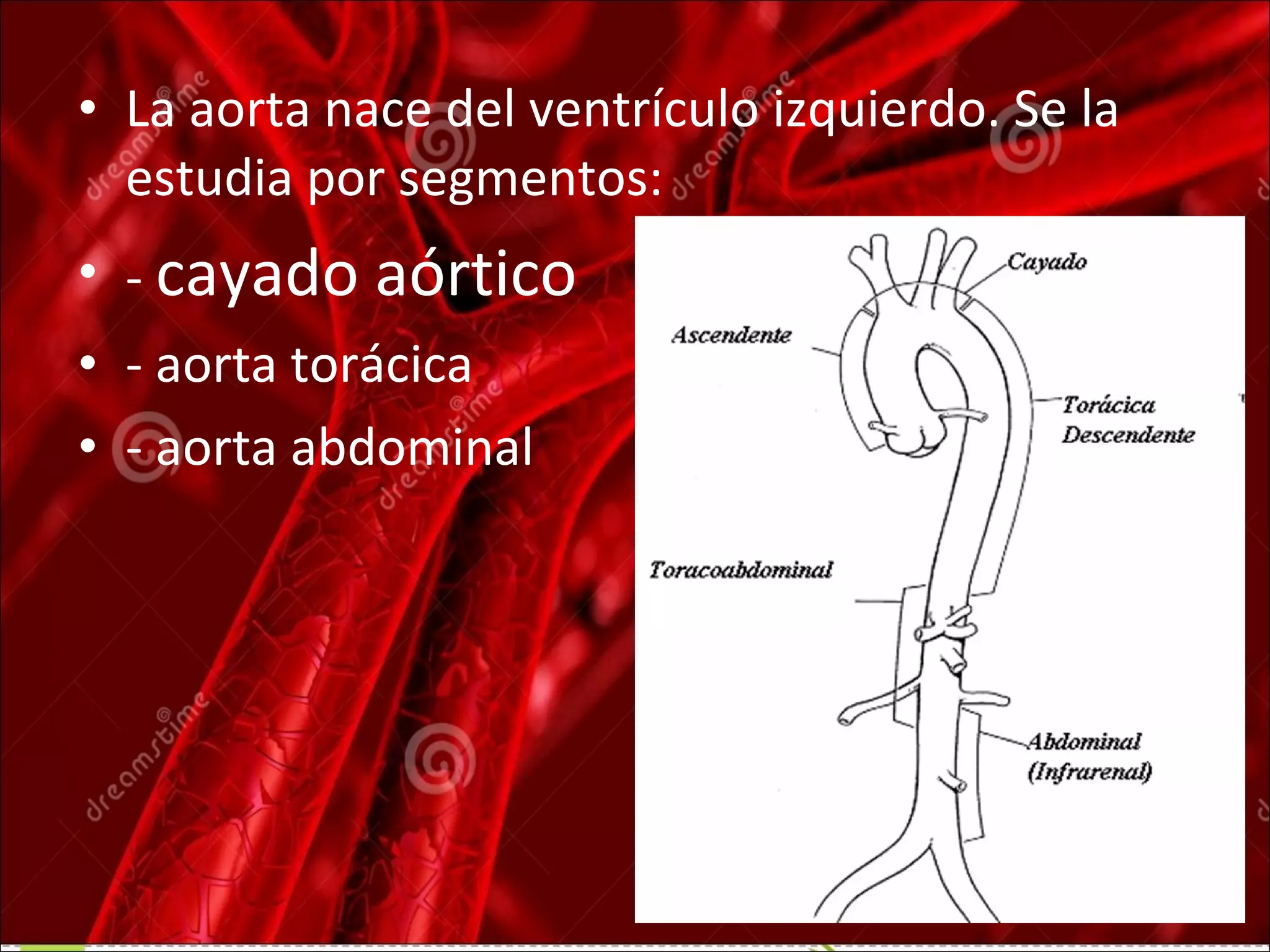Anatom a Del Cayado Aortico Y Sus Ramas PPT Heart And anatom-a-del-cayado-aortico-y-sus-ramas-ppt-heart-and