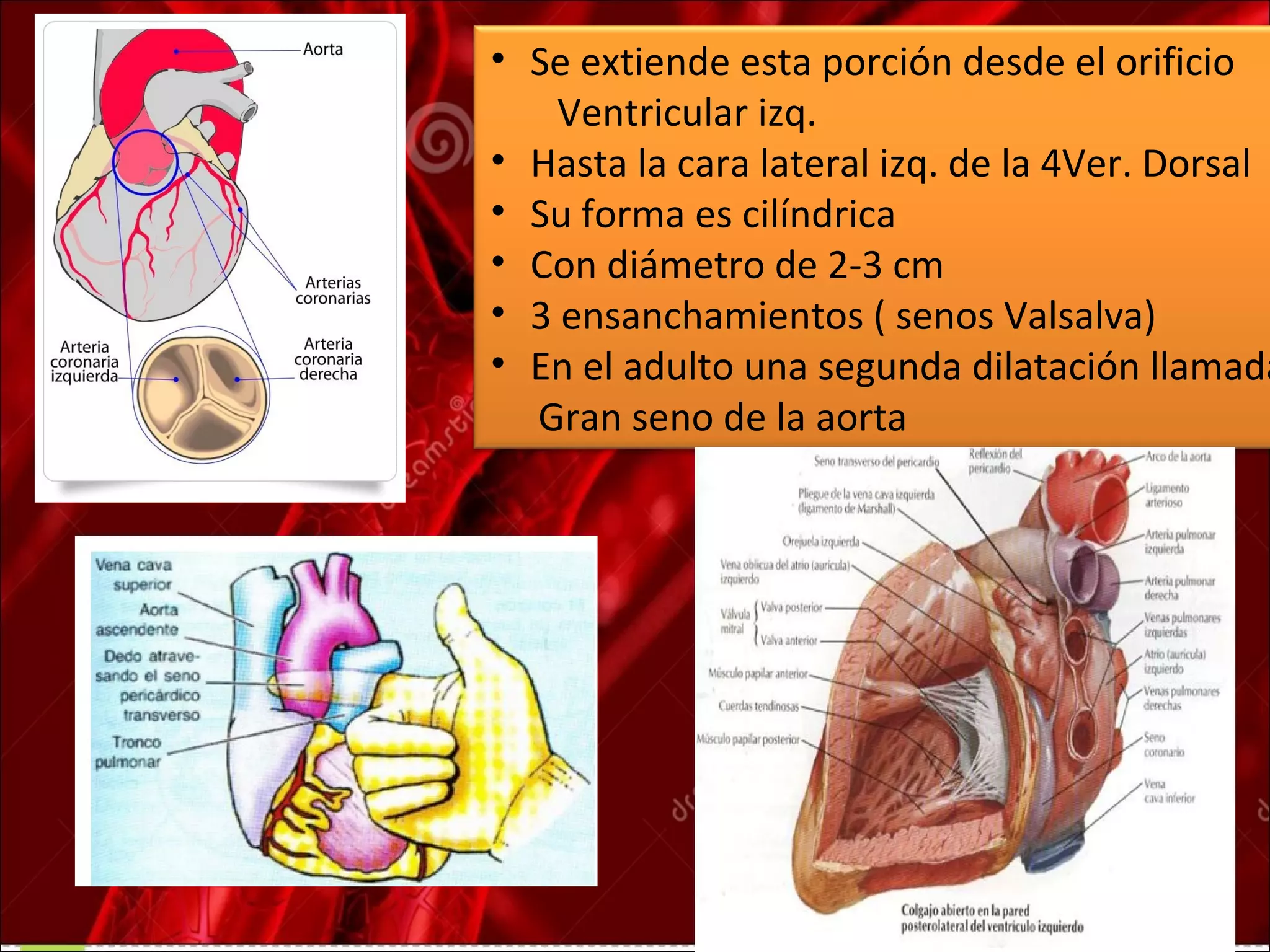 Anatom a Del Cayado Aortico Y Sus Ramas PPT Heart And anatom-a-del-cayado-aortico-y-sus-ramas-ppt-heart-and