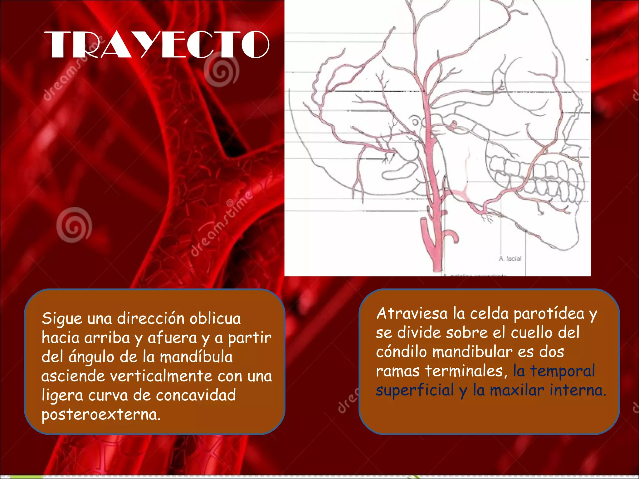 anatomía del cayado aortico y sus ramas | PPT | Heart and ...