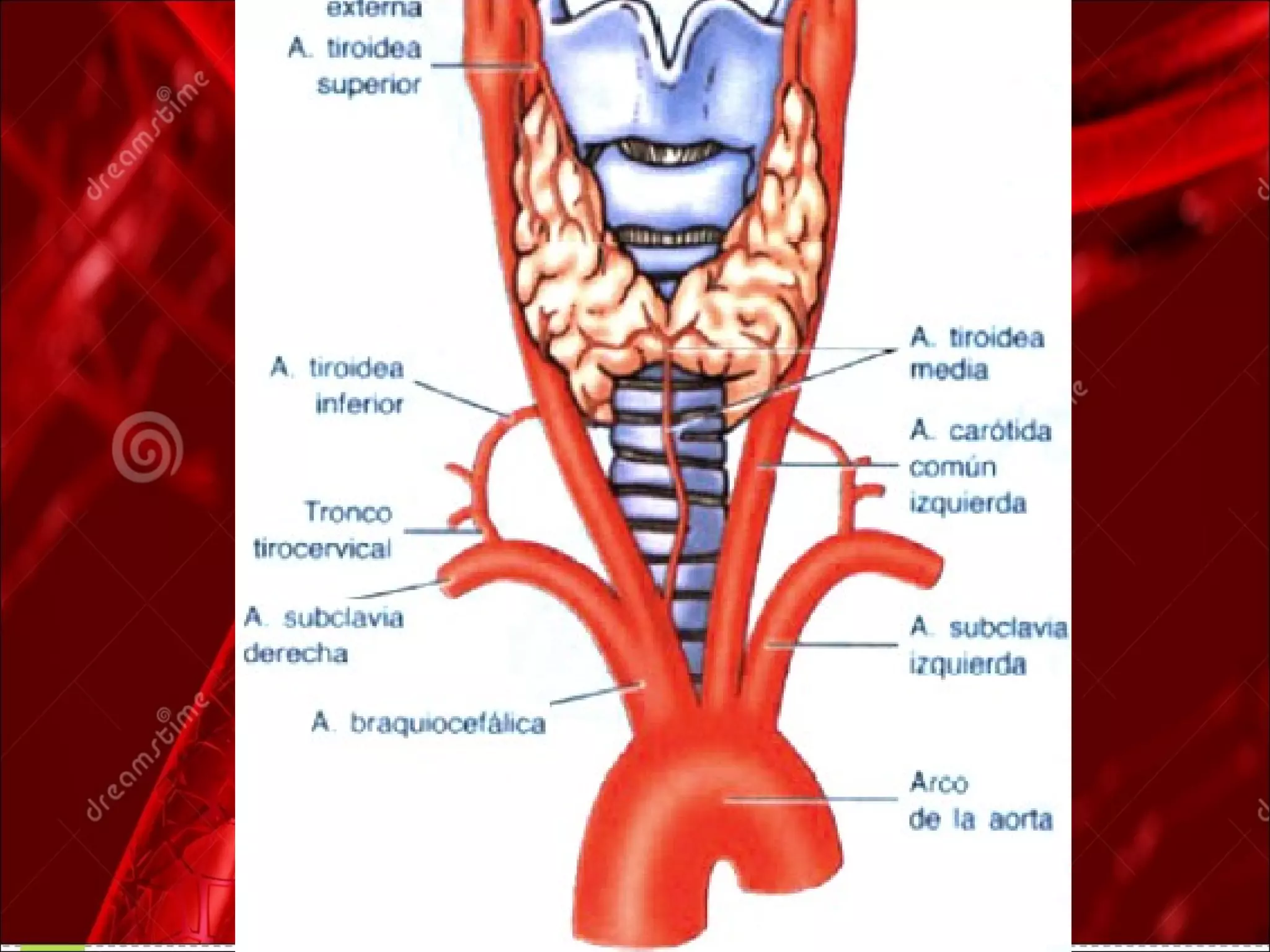 anatomía del cayado aortico y sus ramas | PPT | Heart and ...