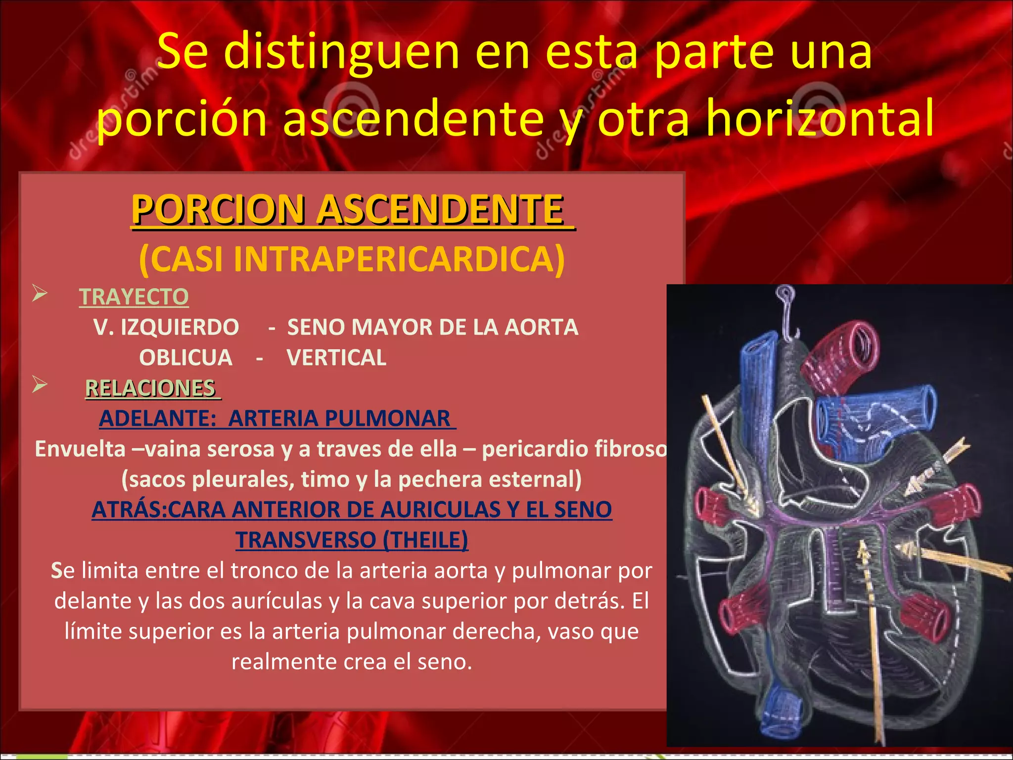 Anatom a Del Cayado Aortico Y Sus Ramas PPT Heart And anatom-a-del-cayado-aortico-y-sus-ramas-ppt-heart-and